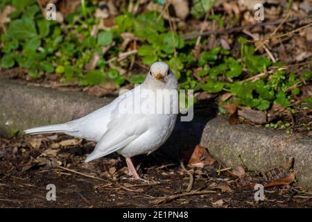 Leucistic White Blackbird Turdus merula Stockfoto