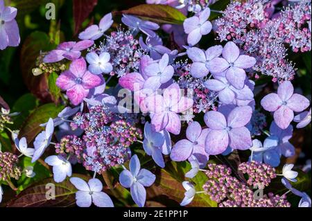 Hortensia serrata 'Tiara' eine rosa Sommer Lacecap blühende Strauchpflanze Mit einer roten violetten Sommerblume, die ab Juni geöffnet ist Bis August Stock Foto Stockfoto