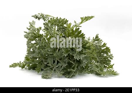 Artemisia absinthium Pflanze, geläufiger Name Wermut, isoliert auf weißem Hintergrund Stockfoto