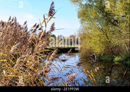 Fluss Zorn in der Region der Stadt Brumath im Elsass, Frankreich. - an den Ufern des Flusses Zorn gibt es Schilf, die gelb im Spätsommer, t Stockfoto
