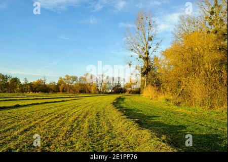 Fluss Zorn in der Region der Stadt Brumath im Elsass, Frankreich. - Sie können große Mistelklumpen sehen, die wie Vogelnester aussehen. Stockfoto
