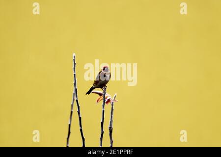 Carduelis Carduelis sitzt auf einem Ast - Gelber Hintergrund Stockfoto