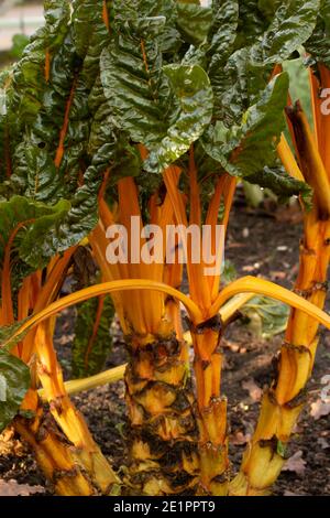 Chard ‘Bright Yellow’ im frühen Winter Sonnenschein mit grünen Blättern und goldenen Rippen, natürliche pflanzliche Zutat Porträt Stockfoto