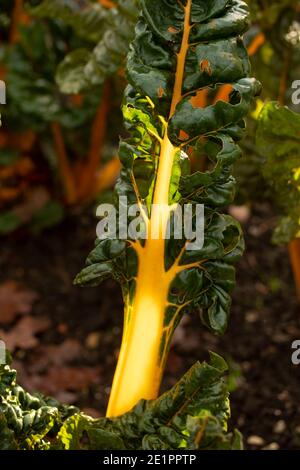 Chard ‘Bright Yellow’ im frühen Winter Sonnenschein mit grünen Blättern und goldenen Rippen, natürliche pflanzliche Zutat Porträt Stockfoto