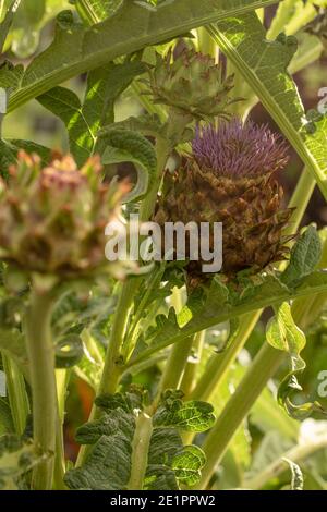 Cardoon (Cynara cardunculus) Blume und Laub in hell hinterleuchteten Sonnenschein, Nahaufnahme natürliche Pflanzenportrait Stockfoto