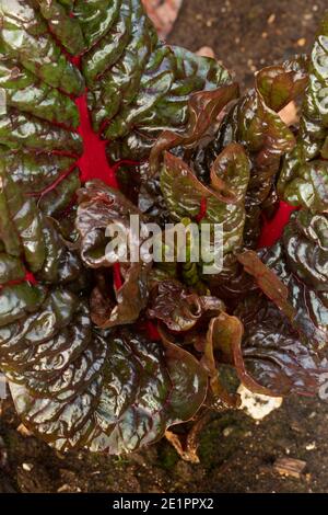 Rhabarber Chard Blätter in der Nähe (schwache Wintersonne), Salat Gemüse Zutat Stockfoto