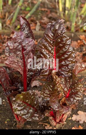 Rhabarber Chard Blätter in der Nähe (schwache Wintersonne), Salat Gemüse Zutat Stockfoto