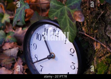 Große runde Uhr vor einem Baum mit Grün Verlässt einen Wald im Winter Januar Stockfoto