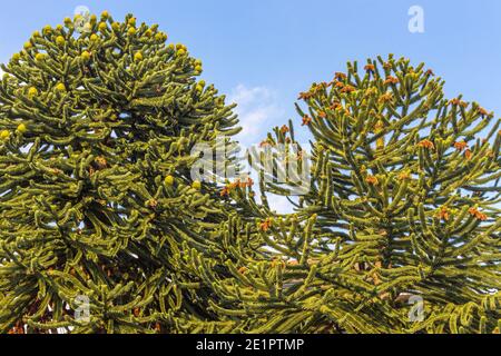Sommer-Ansicht von Affen-Puzzle oder Araukaria Bäume vor dem Hintergrund des bewölkten und blauen Himmel. Stockport, Cheshire, Großbritannien. Stockfoto