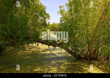 Ein gefallener Ast oder Baumstamm aus einem kleinen Leben Eiche Baum liegt über einem kleinen Algenbedeckten Bach hinein Die Feuchtgebiete der Aransas National Wildlife Ref Stockfoto