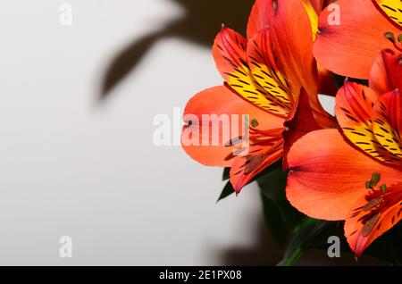 Frische leuchtend rote Blüten Stockfoto