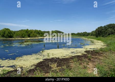 Ein langer See in den Feuchtgebieten des Aransas National Wildlife Refuge, mit Gräsern und kleinen Live-Eichen wachsen an den trockenen Rändern. Stockfoto