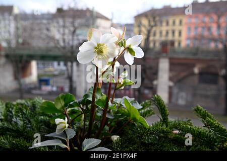 Schneerosen (Helleborus niger) auf einer Fensterbank in Wien Stockfoto