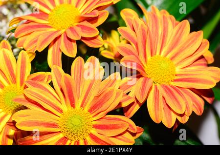 Frische rote gelbe Blüten Stockfoto