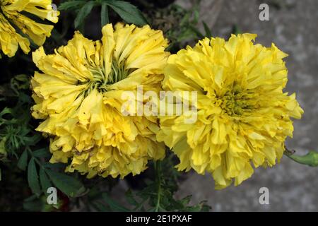 Duftende Blumen natürliche Fotoaufnahme in Dhaka, Bangladesch. Stockfoto