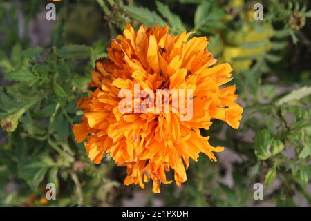 Duftende Blumen natürliche Fotoaufnahme in Dhaka, Bangladesch. Stockfoto