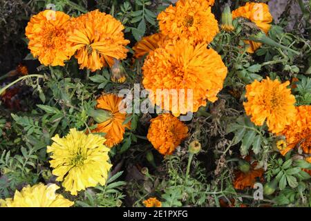 Duftende Blumen natürliche Fotoaufnahme in Dhaka, Bangladesch. Stockfoto