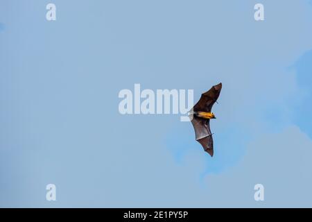 Seychellen-Fruchtfledermaus oder Seychellen-Flughund (Pteropus seychellensis) Stockfoto