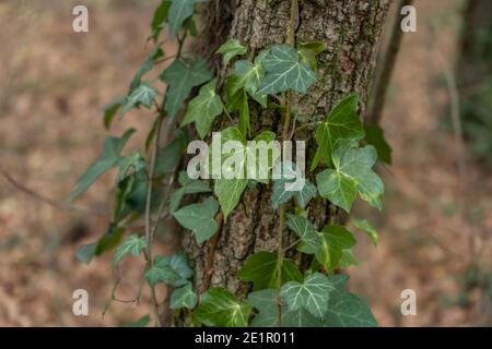 Ivy Hedera auf einem Baum im Wald.Natur Hintergrund. Stockfoto