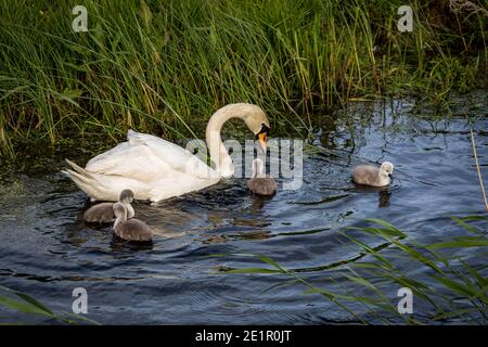 Ein Schwan und Cygnets schwimmen in einem Bach in Sussex, an einem Frühlingstag Stockfoto