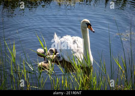 Ein Schwan und Cygnets schwimmen in einem Bach, wobei eines der Cygnets auf dem Rücken seiner Mutter reitet Stockfoto