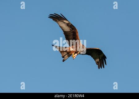 Red Kite (Milvus milvus) Fütterung, Gigrin Farm, Rhayader, Wales, Großbritannien Stockfoto