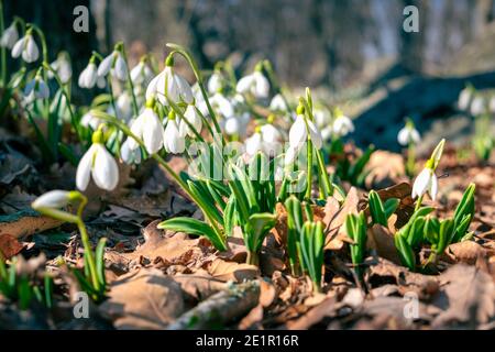 Erste Frühlingsblumen Schneeglöckchen im Wald. Schneeweißer Galanthus Stockfoto