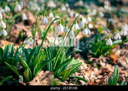 Erste Frühlingsblumen galanthus Schneeglöckchen aus nächster Nähe im Wald. Stockfoto