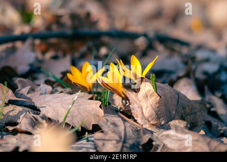 Erste Frühling gelbe Blumen Krokusse aus nächster Nähe im Wald Stockfoto