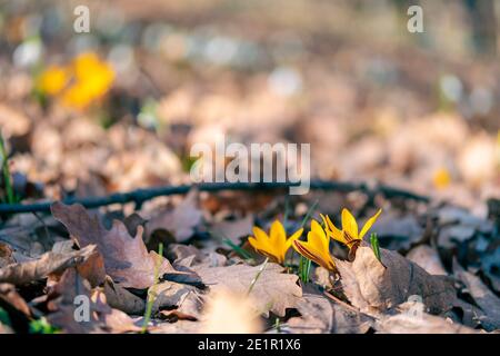 Erste Frühling gelbe Blüten, Krokus, Safran im Wald Stockfoto