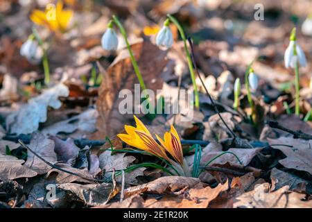 Die ersten gelben Blüten im Frühling durchmachten Krokusse ihren Weg Das Laub im Wald Stockfoto
