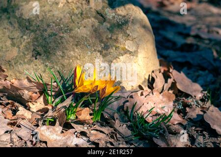 Die ersten gelben Frühlingsblumen Krokusse aus der Nähe wachsen in der Laub im Wald in der Nähe des Steins Stockfoto