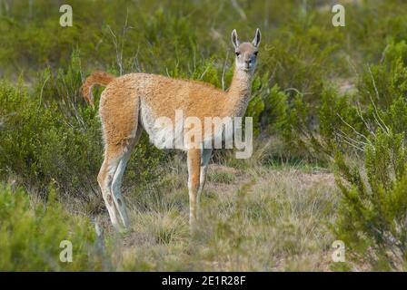 Guanacos, La Pampa, Argentinien Stockfoto