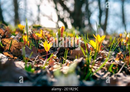 Waldlichtung mit den ersten Frühlingsblumen Krokusse in der So Stockfoto