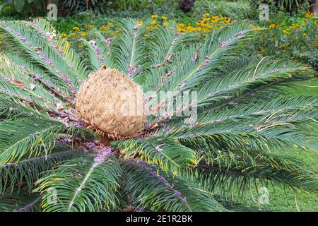 Cycas Pectinata in Jardim Municipal de Funchal, Madeira Stockfoto