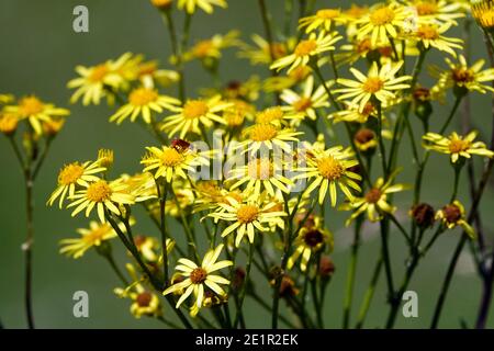 Gemeine Ragwort Senecio jacobaea Europäische Wildblume Stockfoto