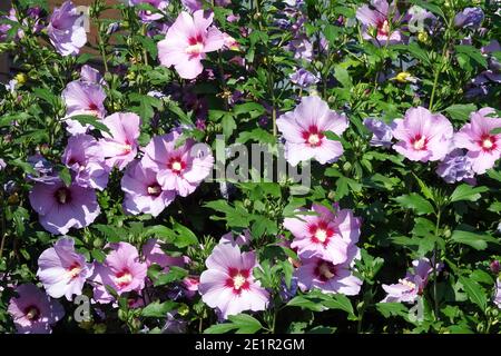 Hibiscus syriacus purpurner Strauch in Blüte Stockfoto