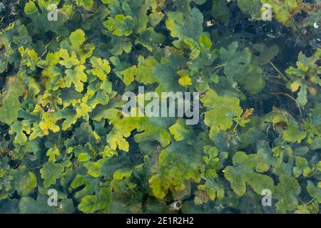 Pflanzen aus grünen Blättern mit einem Glas auf der Oberseite schaffen Texturen und abstrakte Formen. Hintergrundbild von grüner Natur Stockfoto