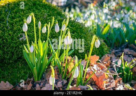 Die ersten Frühlingsblumen von Schneeglöckchen im Wald in der Nähe Ein Stein mit Moos überwuchert Stockfoto