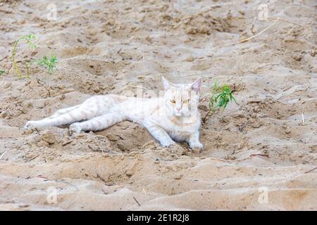 Ginger tabby Katze mit ungewöhnlich braunen Augen liegt auf dem Sand mit seltenen Pflanzen, selektive Fokus Stockfoto