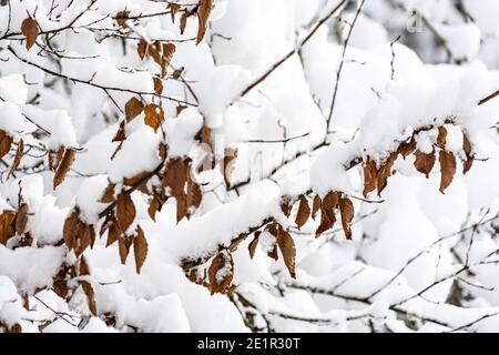 Dicker Schnee auf Ästen mit noch anhängenden Herbstblättern Stockfoto