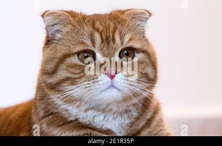 Hauskatze Scottish Fold Stockfoto