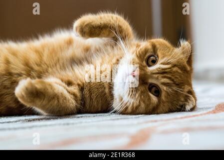 Hauskatze Scottish Fold Stockfoto