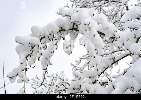 Die Biegung des Astes unter dem Gewicht des schweren Schneefalls Stockfoto