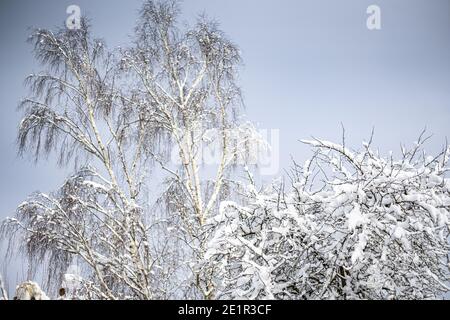 Schnee beladene Bäume und Äste gegen einen Winterhimmel Stockfoto