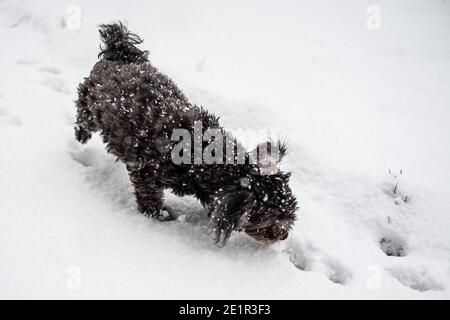 Kleiner schwarzer Hund (Bolona zvetna), der durch den Schnee streift Stockfoto