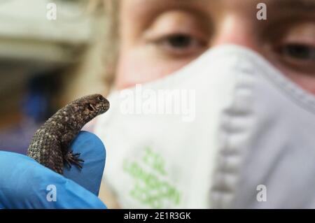 Mit mehr als 19000 Tieren in ihrer Obhut verbringen die Tierpfleger des ZSL London Zoo das ganze Jahr über Stunden damit, die Höhen und Gewichte aller Tiere zu erfassen - Informationen, die ihnen helfen, ihre Gesundheit und ihr Wohlbefinden zu überwachen. Das jährliche Wiegen - in ist eine Gelegenheit für die Tierpfleger am ZSL London Zoo, um sicherzustellen, dass die Informationen, die sie halten, ist auf dem neuesten Stand und genau , wie jede Messung wird dann in das Zoologische Information Management System ( ZIMS ) hinzugefügt Eine Datenbank mit allen Zoos geteilt, um wichtige Informationen über Tausende von gefährdeten Arten zu vergleichen. Stockfoto