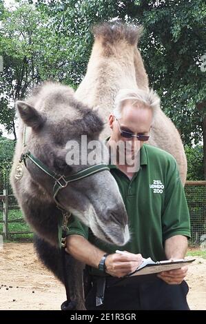 Mit mehr als 19000 Tieren in ihrer Obhut verbringen die Tierpfleger des ZSL London Zoo das ganze Jahr über Stunden damit, die Höhen und Gewichte aller Tiere zu erfassen - Informationen, die ihnen helfen, ihre Gesundheit und ihr Wohlbefinden zu überwachen. Das jährliche Wiegen - in ist eine Gelegenheit für die Tierpfleger am ZSL London Zoo, um sicherzustellen, dass die Informationen, die sie halten, ist auf dem neuesten Stand und genau , wie jede Messung wird dann in das Zoologische Information Management System ( ZIMS ) hinzugefügt Eine Datenbank mit allen Zoos geteilt, um wichtige Informationen über Tausende von gefährdeten Arten zu vergleichen. Stockfoto