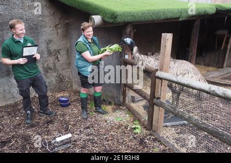 Mit mehr als 19000 Tieren in ihrer Obhut verbringen die Tierpfleger des ZSL London Zoo das ganze Jahr über Stunden damit, die Höhen und Gewichte aller Tiere zu erfassen - Informationen, die ihnen helfen, ihre Gesundheit und ihr Wohlbefinden zu überwachen. Das jährliche Wiegen - in ist eine Gelegenheit für die Tierpfleger am ZSL London Zoo, um sicherzustellen, dass die Informationen, die sie halten, ist auf dem neuesten Stand und genau , wie jede Messung wird dann in das Zoologische Information Management System ( ZIMS ) hinzugefügt Eine Datenbank mit allen Zoos geteilt, um wichtige Informationen über Tausende von gefährdeten Arten zu vergleichen. Stockfoto