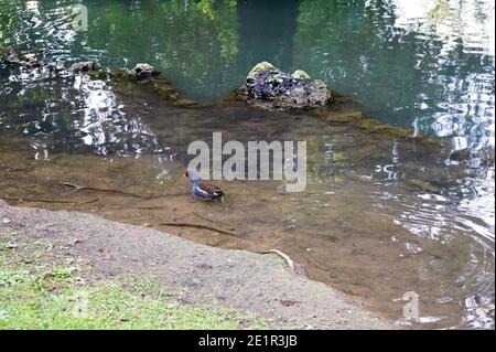 Moorhühner im Parco Sempione Stockfoto